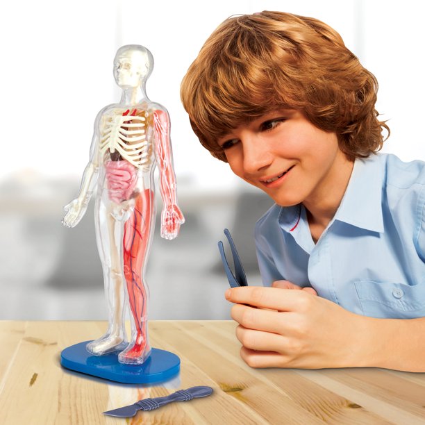 💀 Juego Educativo Didactico El Cuerpo Humano Y Sus Organos🫀